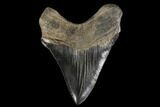 Serrated, Fossil Megalodon Tooth - Georgia #114619-1